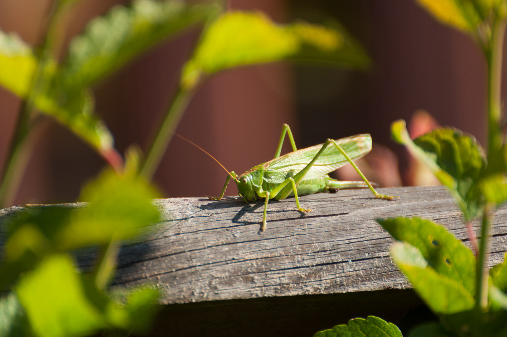 Grünes Heupferd Tettigonia viridissima