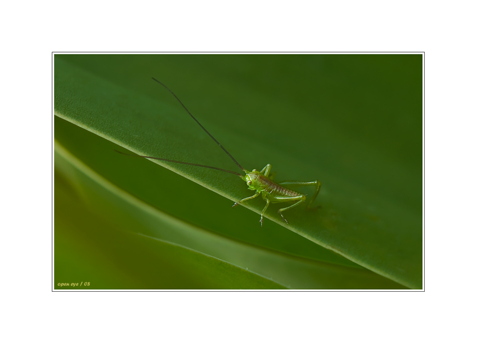 Grünes Heupferd (Tettigonia viridissima)