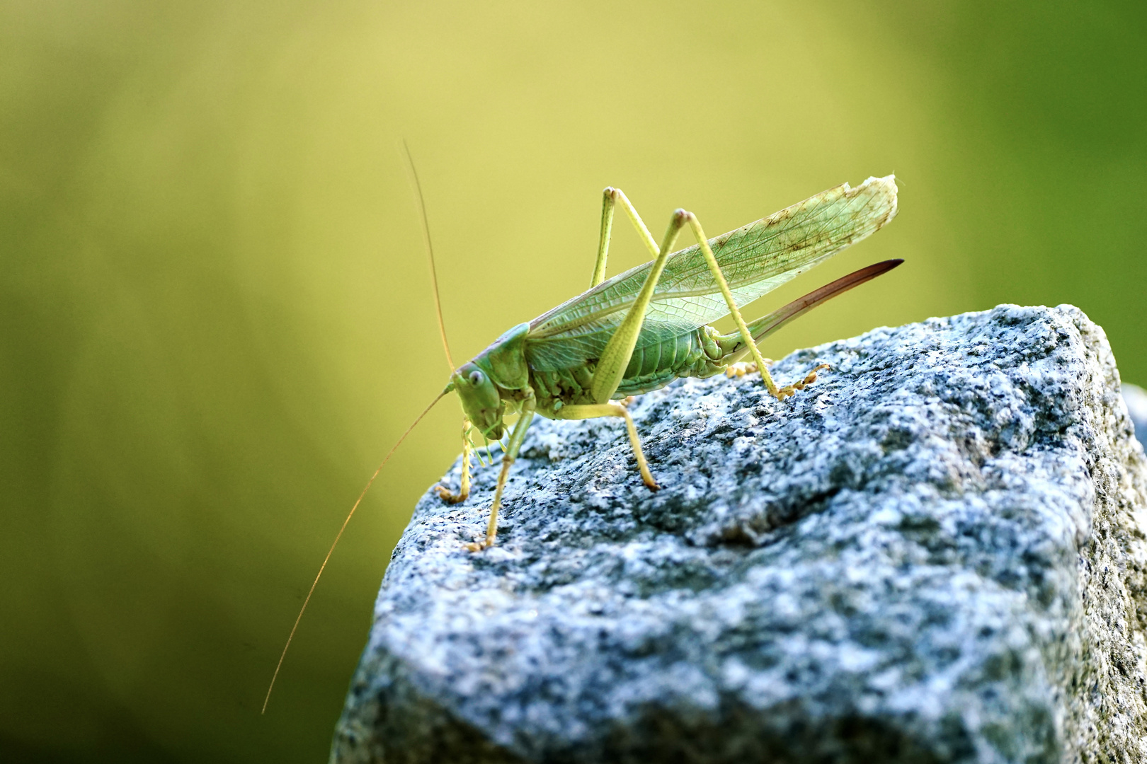 Grünes Heupferd (Tettigonia viridissima)