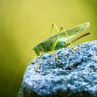 Grünes Heupferd (Tettigonia viridissima)