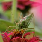 Grünes Heupferd (Tettigonia viridissima)