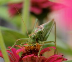 Grünes Heupferd (Tettigonia viridissima)