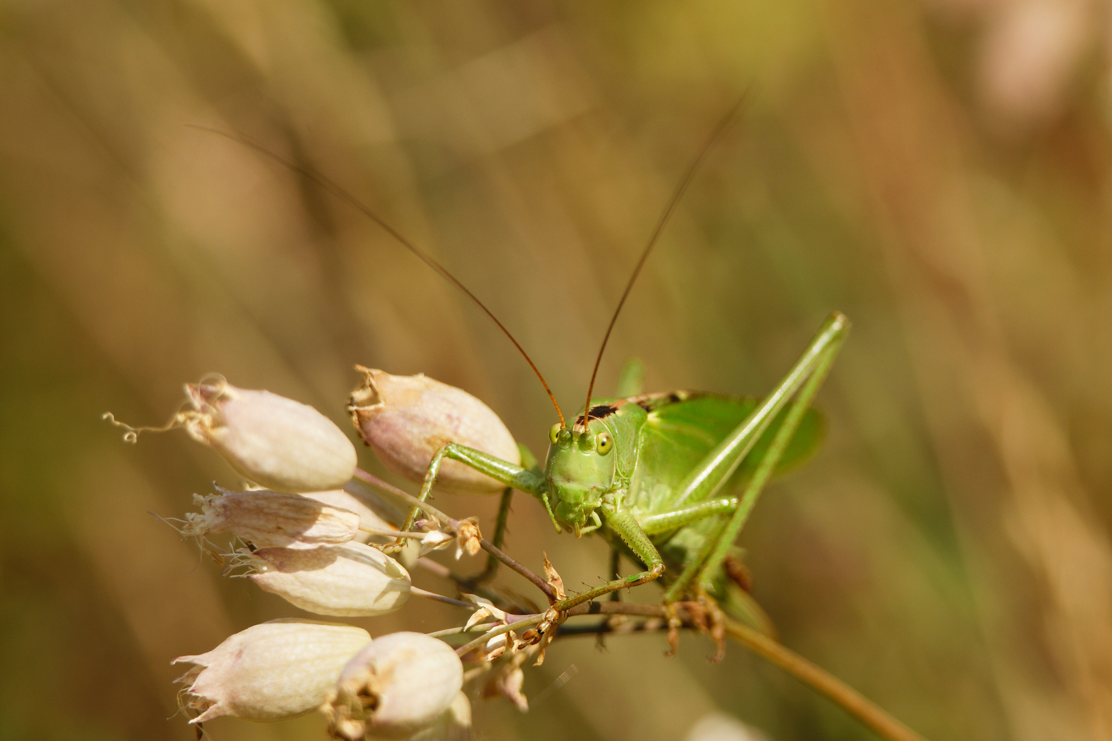 Grünes Heupferd (Tettigonia viridissima)