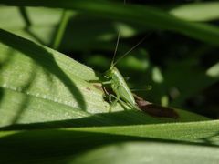 Grünes Heupferd (Tettigonia viridissima)