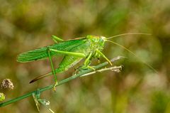 Grünes Heupferd (Tettigonia viridissima)