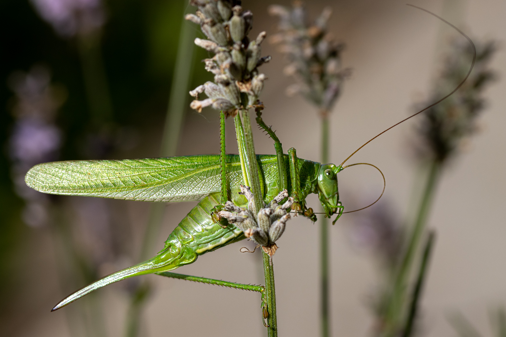  Grünes Heupferd (Tettigonia viridissima), 