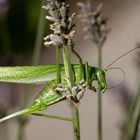  Grünes Heupferd (Tettigonia viridissima), 