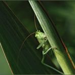 Grünes Heupferd (Tettigonia viridissima)