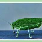 Grünes Heupferd  -  (Tettigonia viridissima)