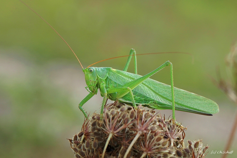 Grünes Heupferd (Tettigonia viridissima) auf auf Samenstand der Wilden Möhre