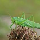 Grünes Heupferd (Tettigonia viridissima) auf auf Samenstand der Wilden Möhre