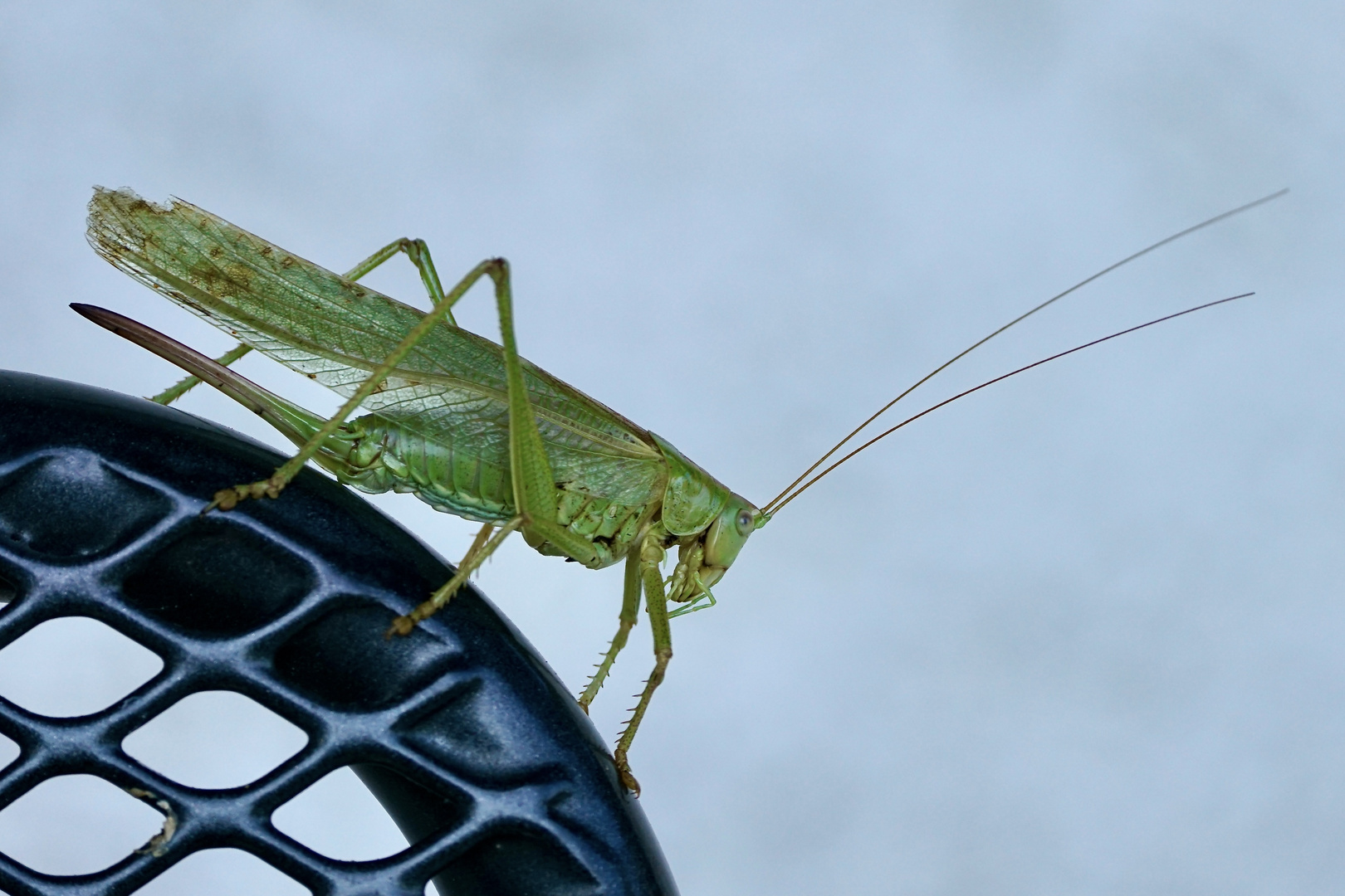 Grünes Heupferd (Tettigonia viridissima)