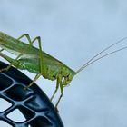 Grünes Heupferd (Tettigonia viridissima)