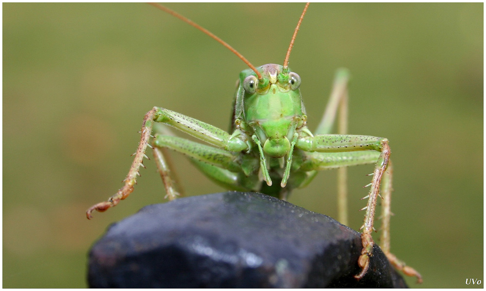 Grünes Heupferd (Tettigonia viridissima)