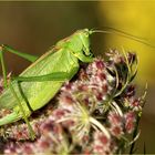 Grünes Heupferd (Tettigonia viridissima).