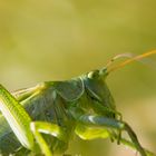 Grünes Heupferd - Tettigonia viridissima