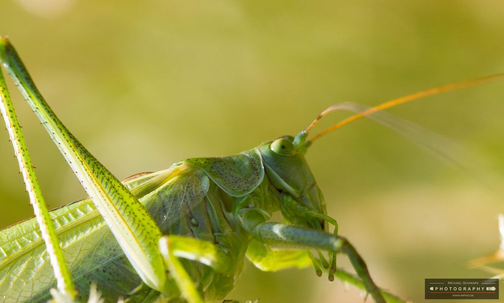 Grünes Heupferd - Tettigonia viridissima