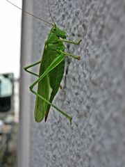 Grünes Heupferd (Tettigonia viridissima)