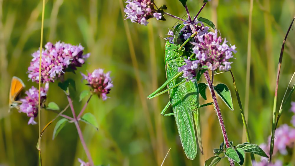 GRÜNES HEUPFERD (tettigonia viridissima)