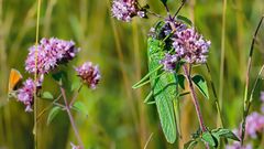 GRÜNES HEUPFERD (tettigonia viridissima)