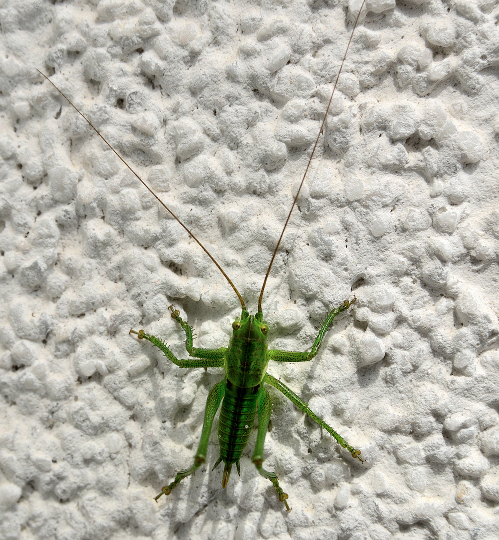 Grünes Heupferd (Tettigonia viridissima), Great green bush-cricket