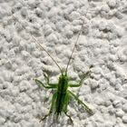 Grünes Heupferd (Tettigonia viridissima), Great green bush-cricket