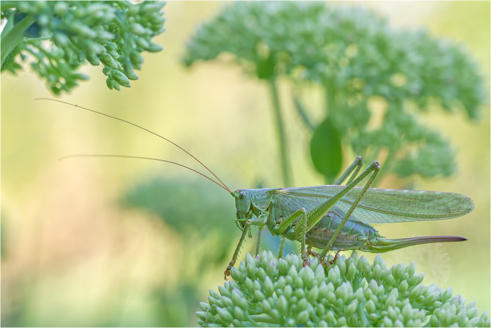 Grünes Heupferd (Tettigonia viridissima) W.