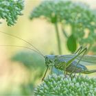 Grünes Heupferd (Tettigonia viridissima) W.