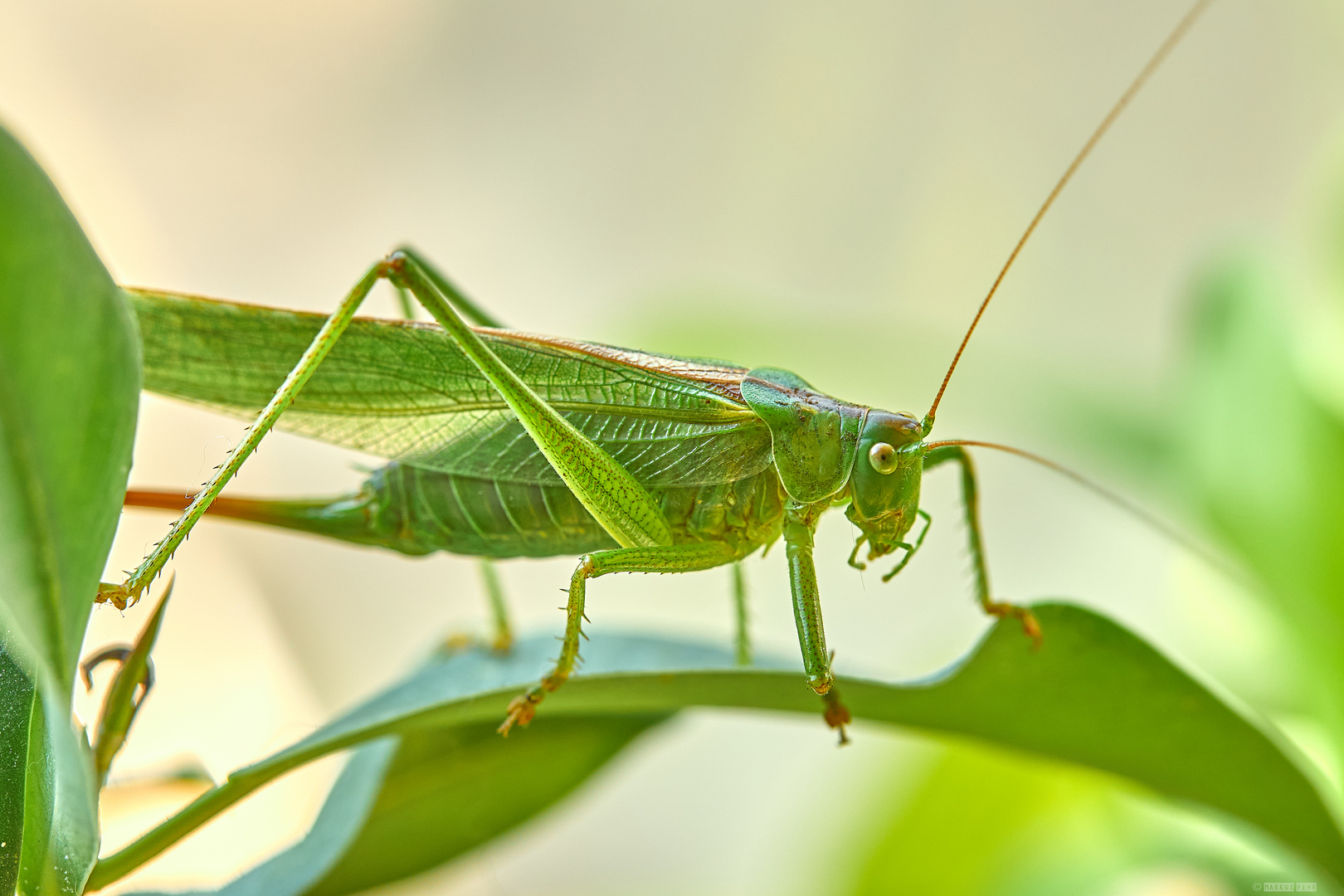 Grünes Heupferd (Tettigonia viridissima), Weibchen!