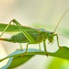 Grünes Heupferd (Tettigonia viridissima), Weibchen!