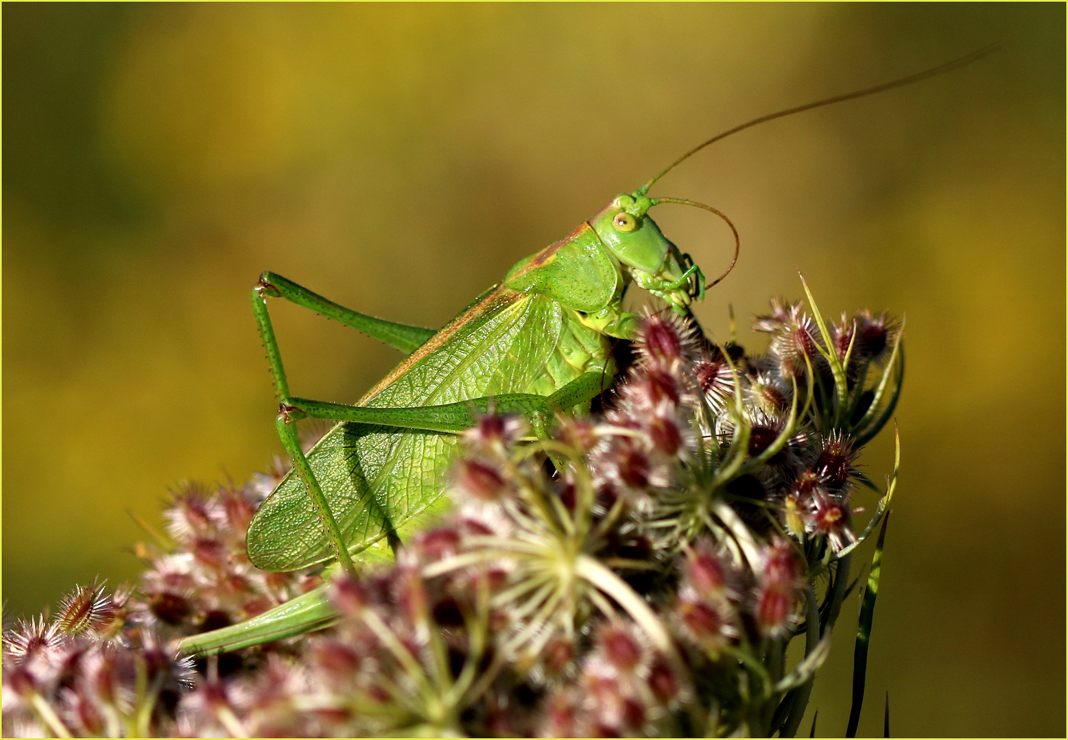 Grünes Heupferd (Tettigonia viridissima), Weibchen bei der Morgentoilette.