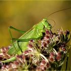 Grünes Heupferd (Tettigonia viridissima), Weibchen bei der Morgentoilette.