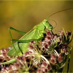 Grünes Heupferd (Tettigonia viridissima), Weibchen bei der Morgentoilette.