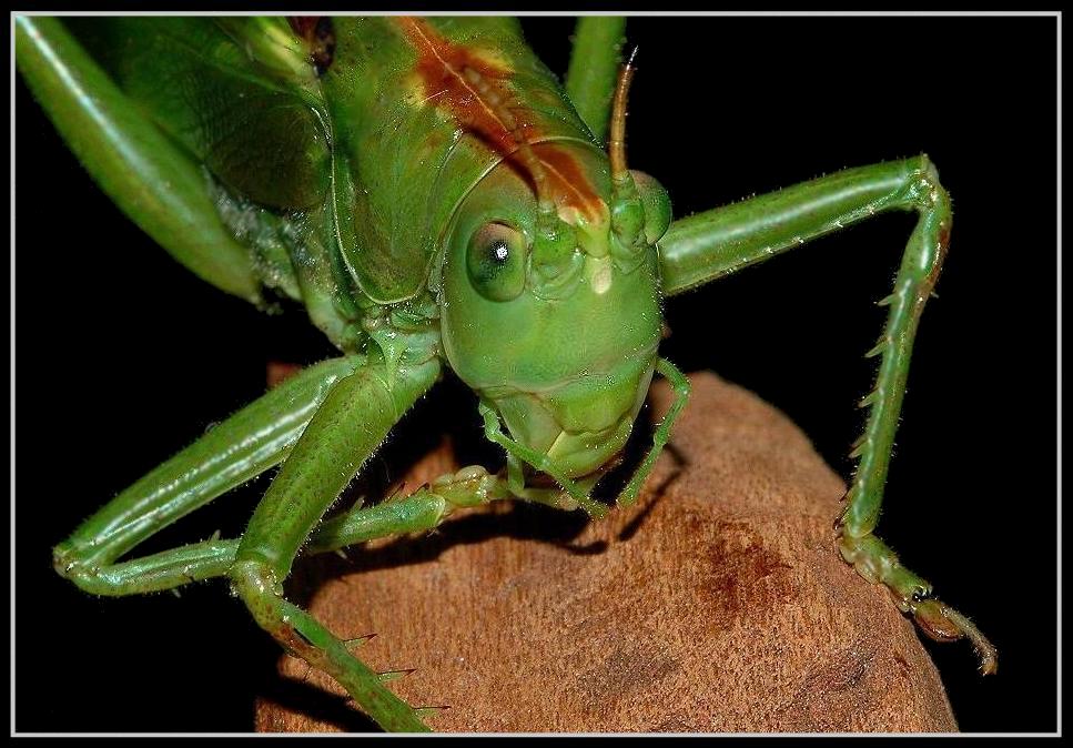 Grünes Heupferd (Tettigonia viridissima)*re*