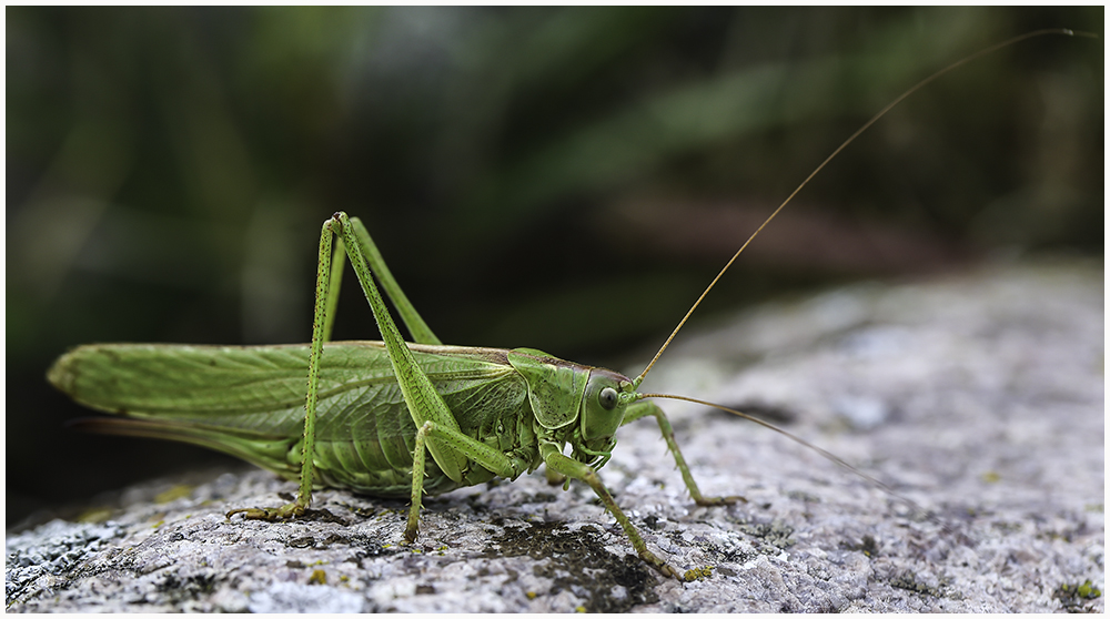 Grünes Heupferd (Tettigonia viridissima),w