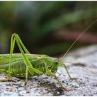 Grünes Heupferd (Tettigonia viridissima),w