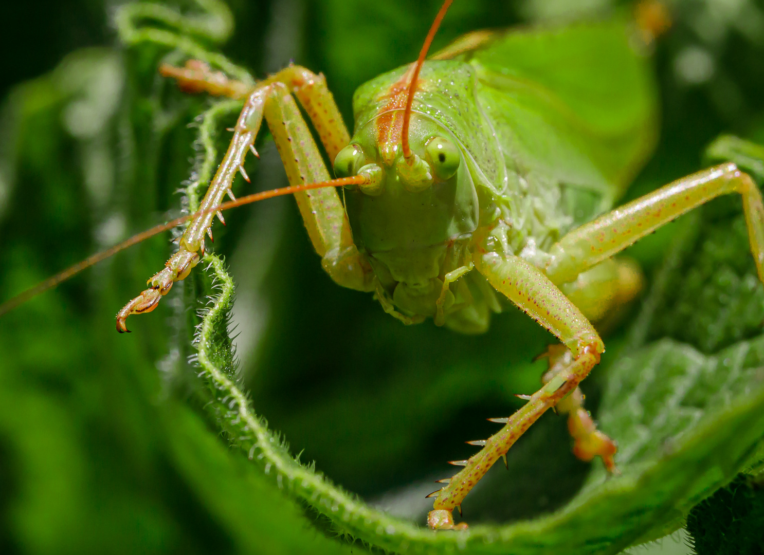 Grünes Heupferd von vorn betrachtet (Tettigonia viridissima) Foto
