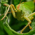 Grünes Heupferd von vorn betrachtet (Tettigonia viridissima)