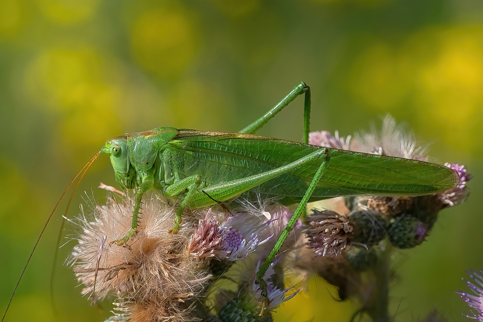 Grünes Heupferd (Weibchen)