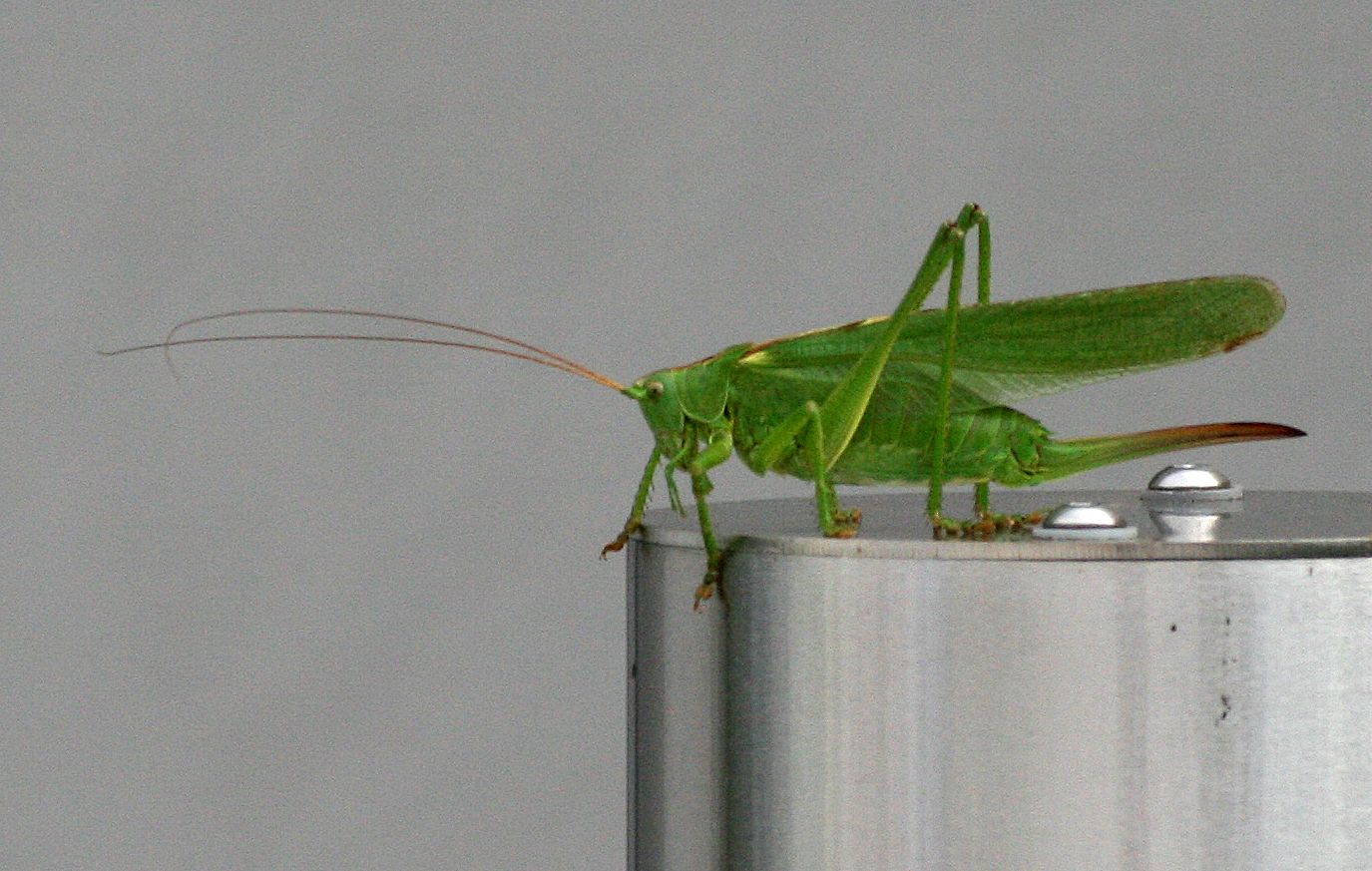 Grünes Heupferd, Weibchen