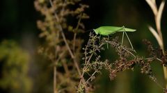 Grünes Heupferd (Weibchen)
