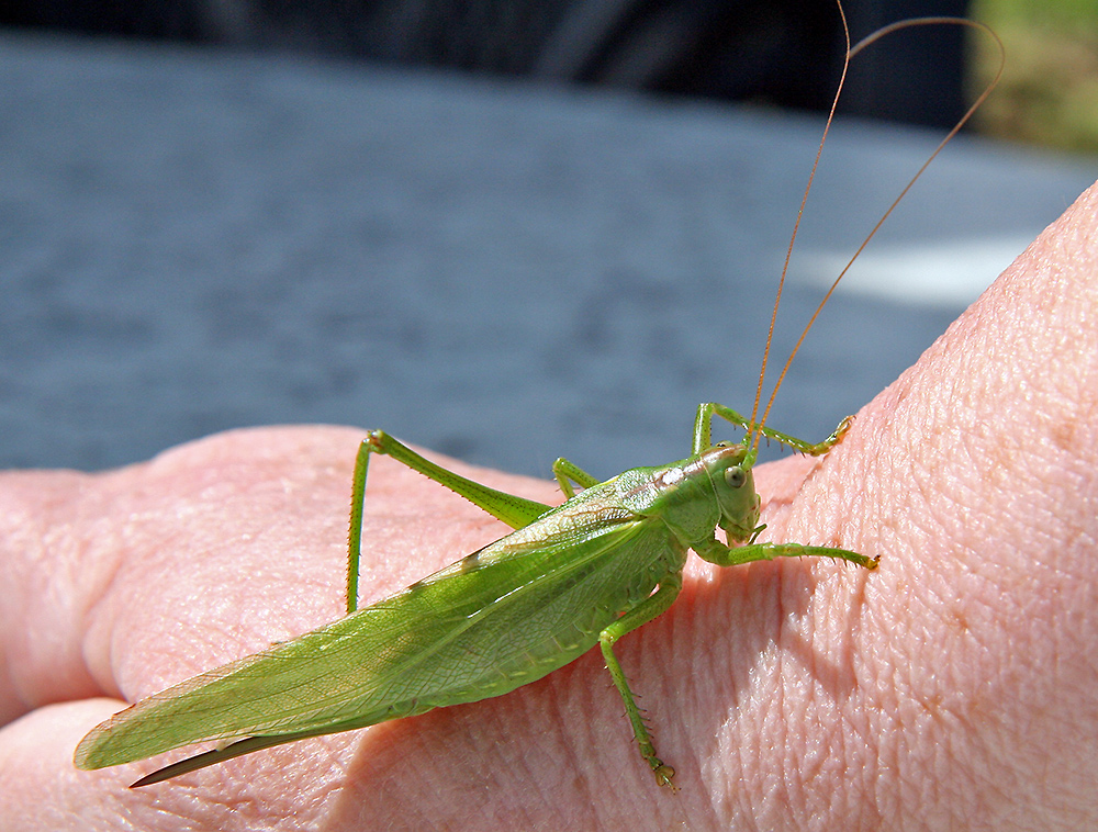 Grünes Heupferd wurde von mir dem Besuch auf die Hand gesetzt und...