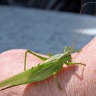 Grünes Heupferd wurde von mir dem Besuch auf die Hand gesetzt und...