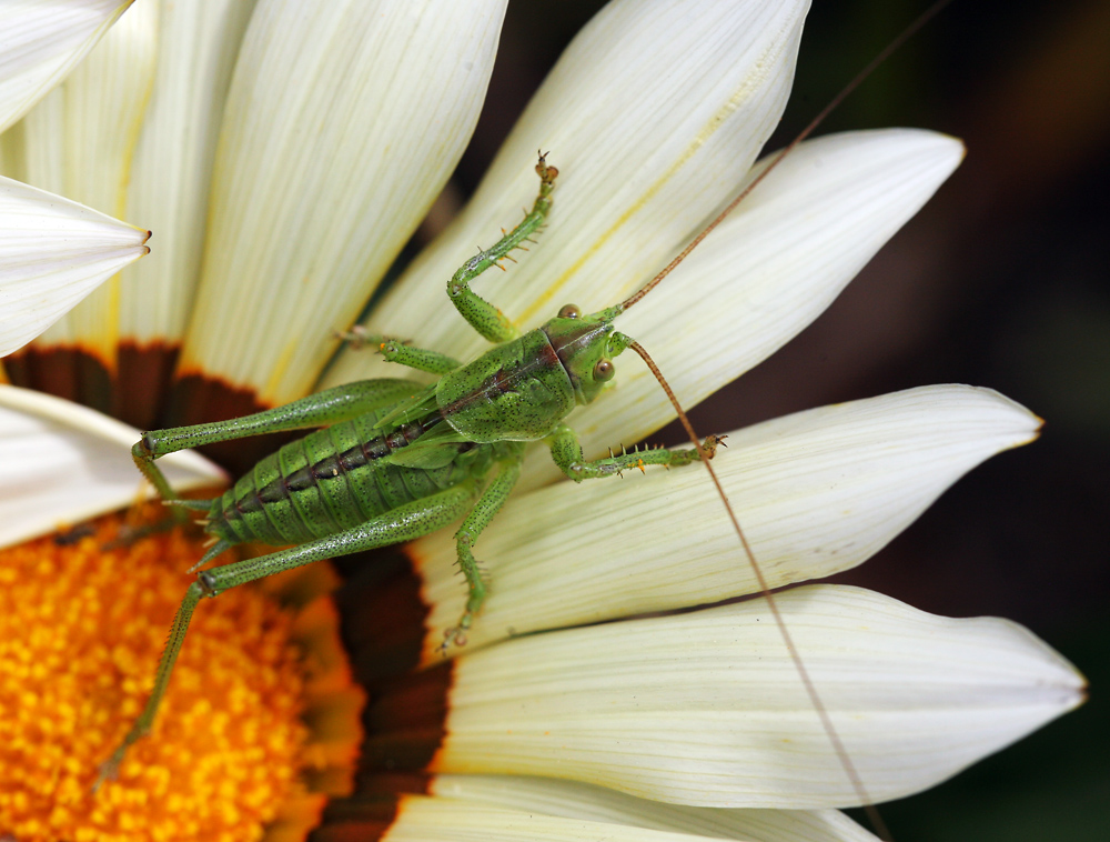 Grünes Heupferd_2 auf einer Gazanien-Blüte