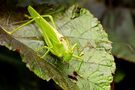 Grünes Heupferdchen (Tettigonia viridissima) by Benedikt Mathweis 