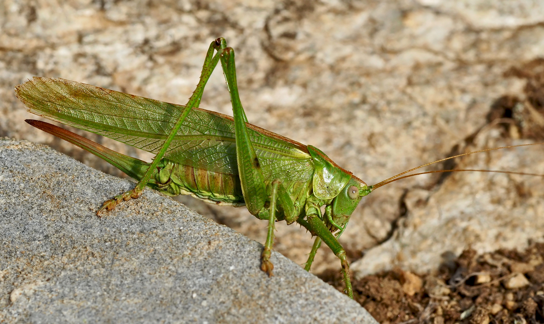 Grünes Heupferds, Weibchen (Tettigonia viridissima) - Grande sauterelle verte. 