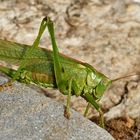 Grünes Heupferds, Weibchen (Tettigonia viridissima) - Grande sauterelle verte. 