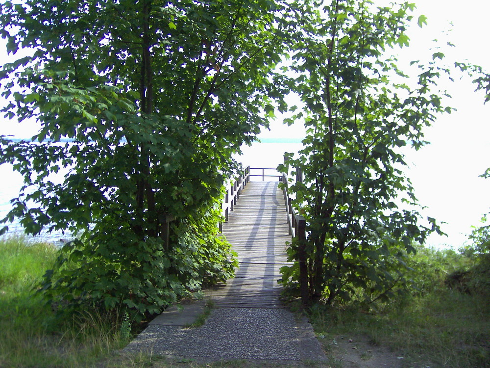 Grünes Holz am Wasser