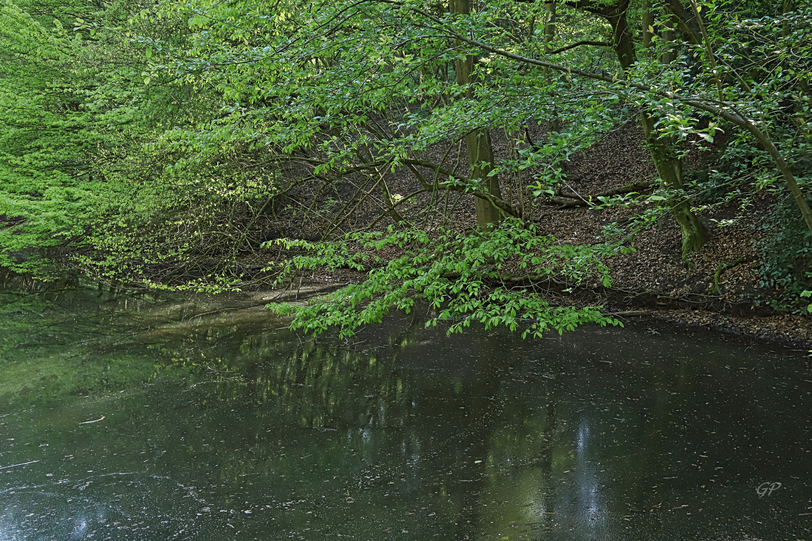 grünes Horbachtal VI