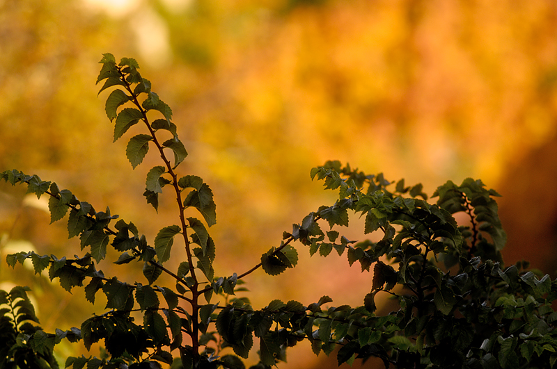 grünes im goldgelben herbst